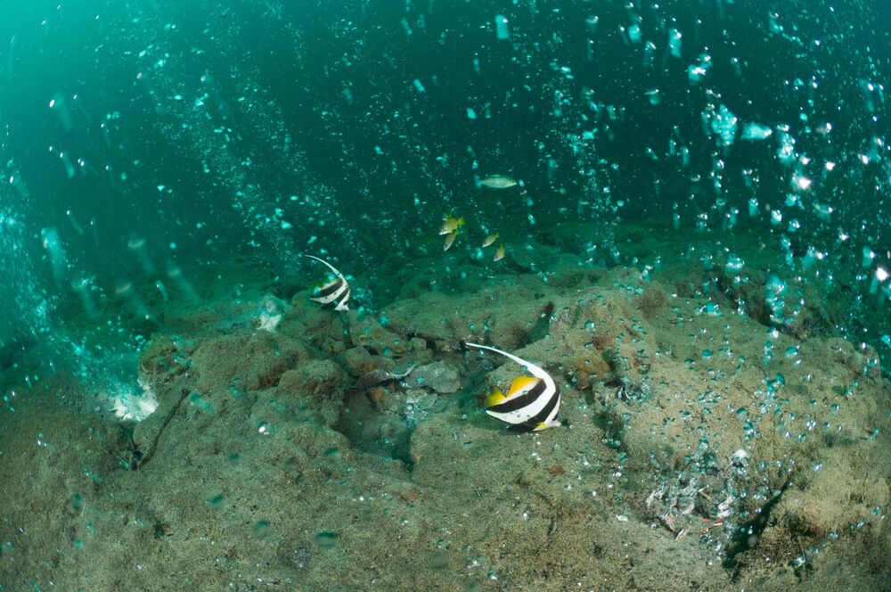 Okean, More, Ribe, Ronilac, Ajkula, Olupine