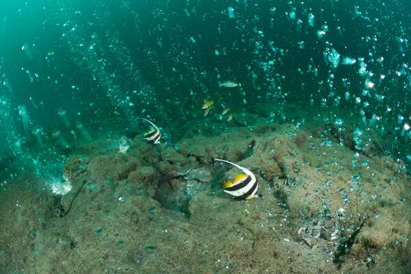 Pronađite RIBU na dnu okeana i saznaćete ŠOK STVAR: Promiče čak i onima sa OŠTRIM OKOM (FOTO)