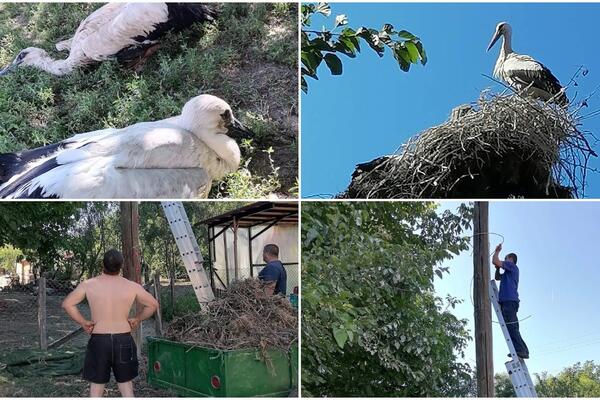NAJLEPŠA PRIČA IZ SRPSKOG SELA: Belim rodama je bila potrebna POMOĆ, ljudi su pokazali NAJLEPŠE LICE! (FOTO)