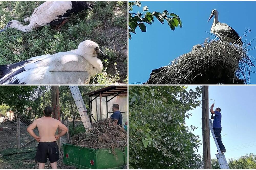 NAJLEPŠA PRIČA IZ SRPSKOG SELA: Belim rodama je bila potrebna POMOĆ, ljudi su pokazali NAJLEPŠE LICE! (FOTO)