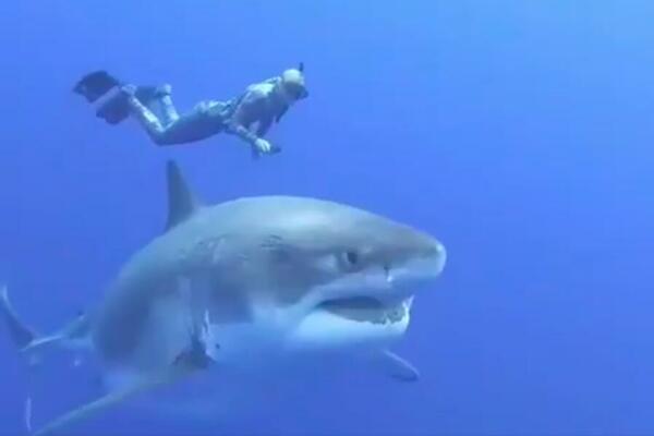 NAJEŽIĆETE SE OD OVOG SNIMKA: Prišla je toliko blizu KRVOLOČNOJ AJKULI, a onda se desilo nešto NEOČEKIVANO! (VIDEO)