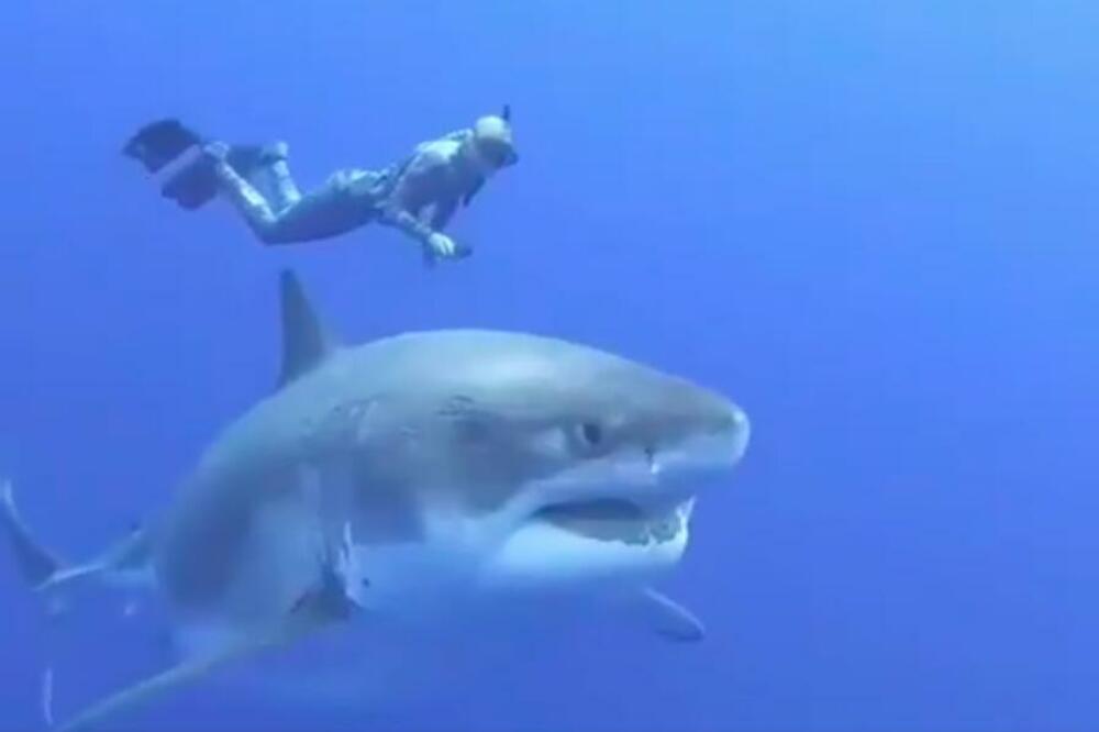 KAO SCENARIO ZA FILM! AJKULA MU SPASILA ŽIVOT: Posle susreta je OTKRIO da boluje od OPAKE BOLESTI!