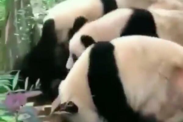 DA LI STE ZNALI DA I PANDE IMAJU MAFIJU? Mi smo se uverili! (VIDEO)