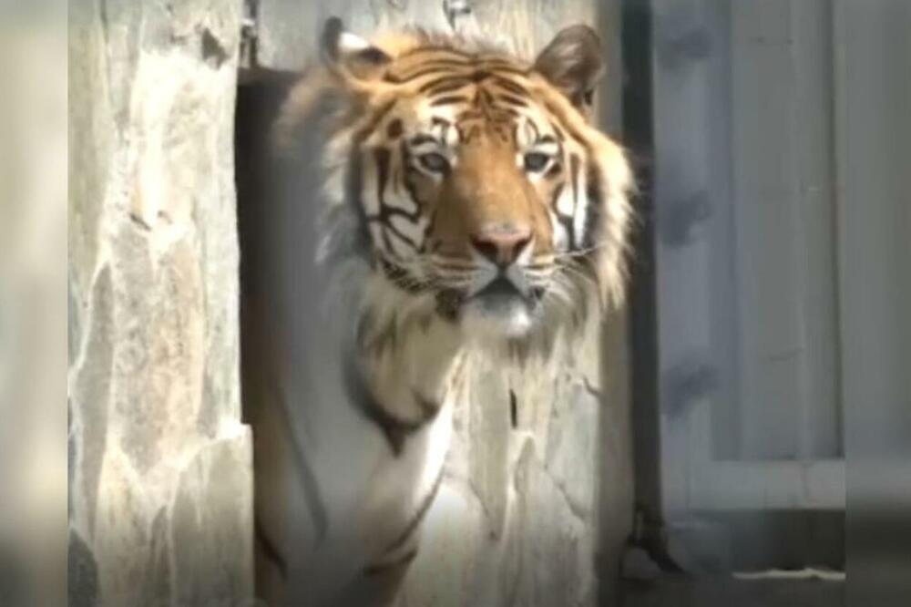 NOVI ZOOLOŠKI VRT U OKOLINI VRANJA ODUŠEVIO POSETIOCE! Među svim životinjama najpoznatiji tigar ŠIRKAN!