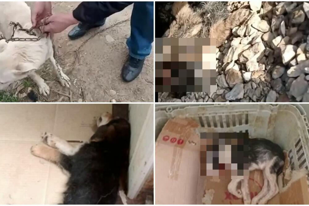 POJAVILI SE NOVI JEZIVI SNIMCI IZ VUČJAK SHELTER-A! Nakon PRIJAVE I PRITVORA isplivao sav užas (UZNEMIRUJUĆI VIDEO)