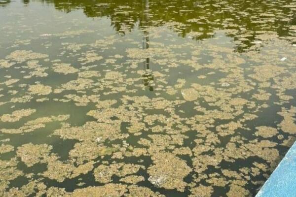 IVANA TOMIĆ OBJASNILA ŠTA JE SA BAZENIMA NA BANJICI: Želimo da ih što pre uredimo i omogućimo kupanje