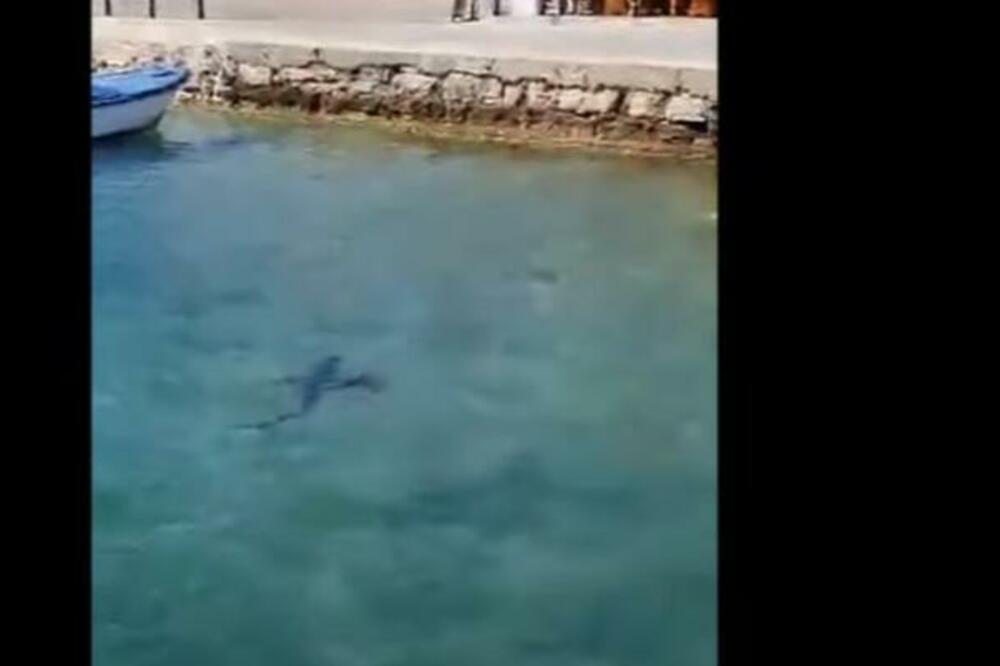PRIMEĆEN MODRULJ U JADRANSKOM MORU: Ceo dan je plivao pored obale! (VIDEO)