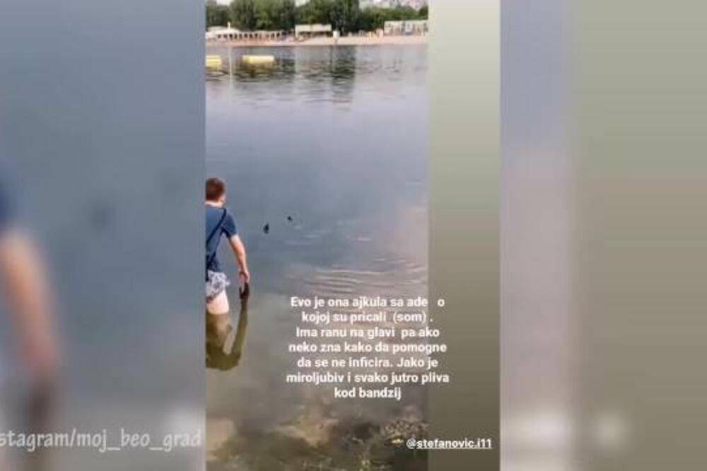 REŠENA MISTERIJA "AJKULE" IZ ADE, POJAVIO SE SNIMAK IZ NOVOG UGLA: Sada je apsolutno SVE JASNO! (VIDEO)