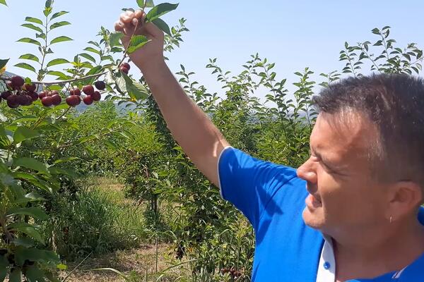 SVI TRAŽE PRVU KLASU! Voćari iz Topole zbog lošijeg kvaliteta nemaju kome da prodaju proizvode! (FOTO)