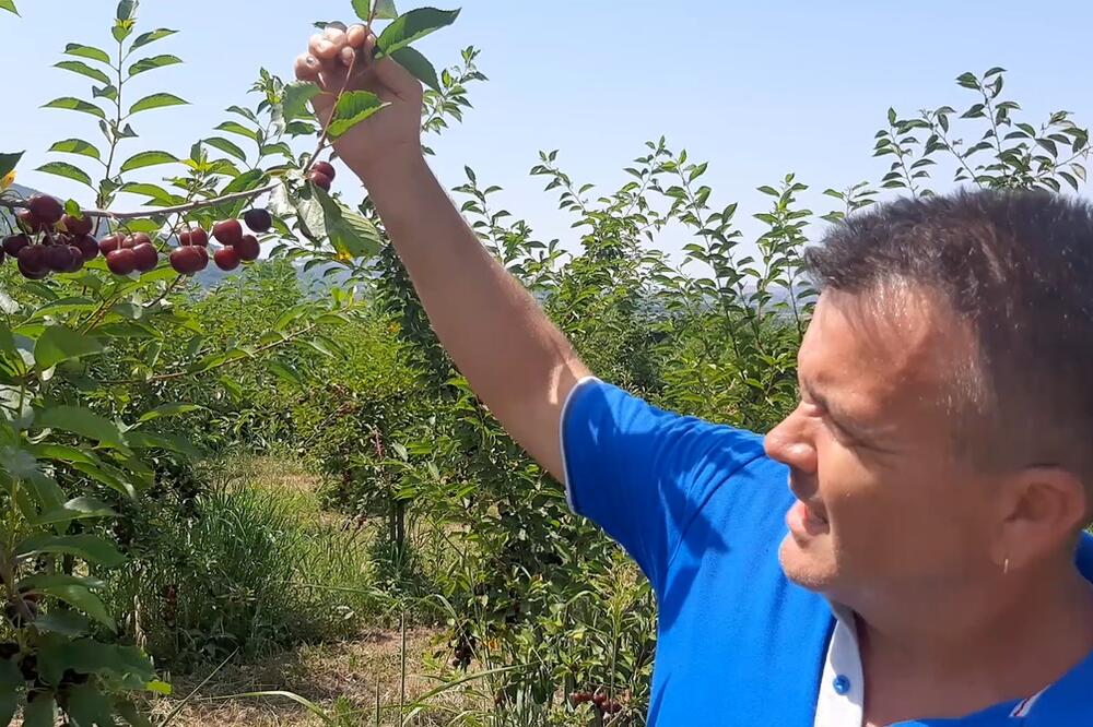 SVI TRAŽE PRVU KLASU! Voćari iz Topole zbog lošijeg kvaliteta nemaju kome da prodaju proizvode! (FOTO)