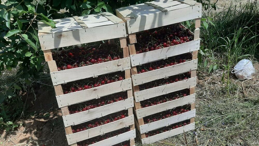 Trešnje, Višnje, Voće