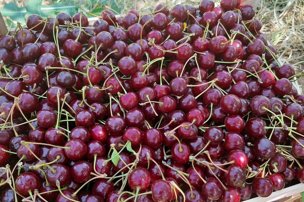 HOLANDIJA POVUKLA VIŠNJE POREKLOM IZ SRBIJE! Rizik po zdravlje potrošača je OZBILJAN, ovo su DETALJI