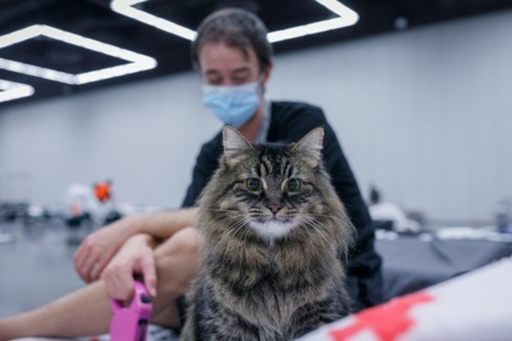 Sjedinjene Američke Države, Toplotni talas, Vrućine