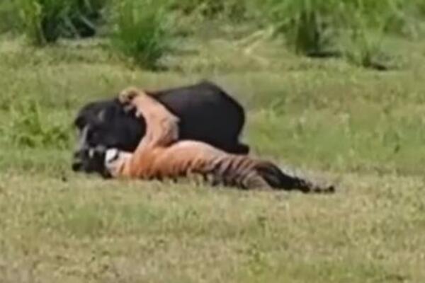 TIGAR JE NAPAO VEPRA A ONDA SE POJAVIO KROKODIL: Krvava tuča veka kobno se završila po jednog (VIDEO)