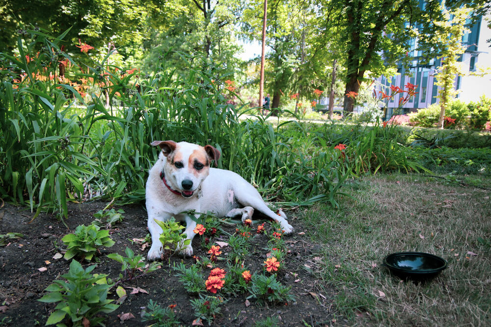 Psi, Vrućina, velike vrućine, Voda za piće, Pomoć