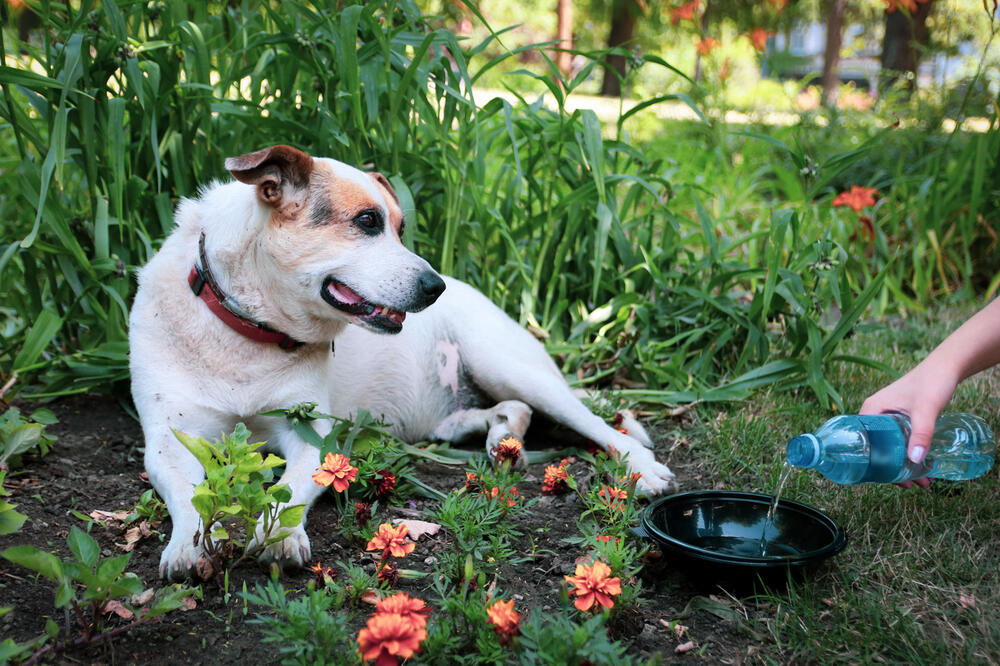 EVROPSKI GRAD REŠIO SNABDEVANJE ULIČNIH ŽIVOTINJA VODOM: Ovo je za svaku pohvalu, kad će ovo Srbija imati? (FOTO)