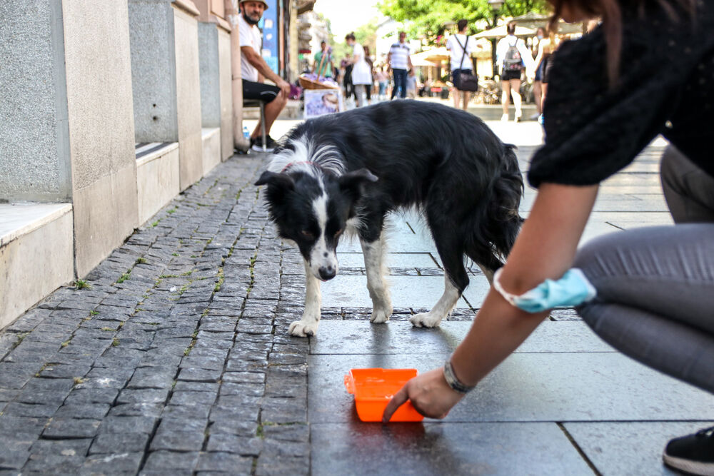 Pas pije vodu po vrućini