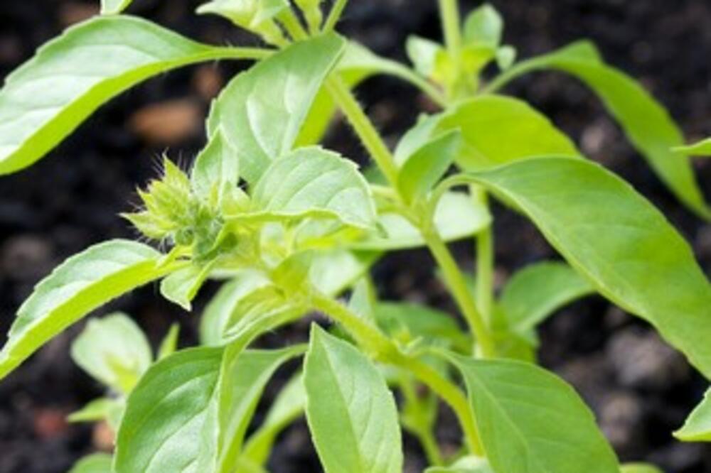 AKO OVAKO POSADITE BOSILJAK, URADIĆETE ODLIČNU STVAR ZA VAŠE ZDRAVLJE: Ni ne slutire koliko je KORISTAN za vas