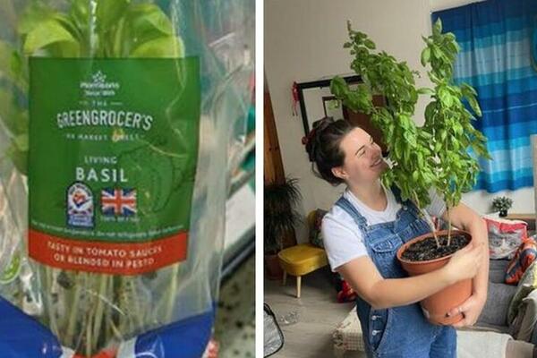 KUPIO OBIČAN BOSILJAK, A NAKON DVE GODINE DOBIO ZVER: Sada je otkrio njegovu TAJNU