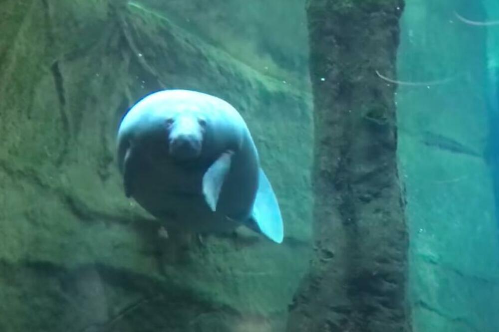 MORSKE KRAVE IZUMIRU NA FLORIDI: Rekordan broj umire od gladovanja koje je uzrokovano ZAGAĐENJEM!