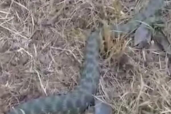 GRAĐANI PODGORICE UPLAŠENI: Snimak ogromne ZMIJE zaprepastio sve! (VIDEO)
