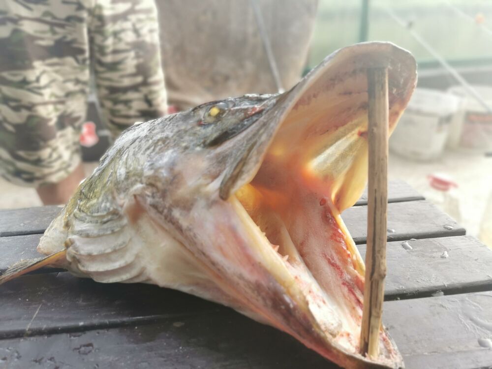 Riba, Stuka, Ribolov