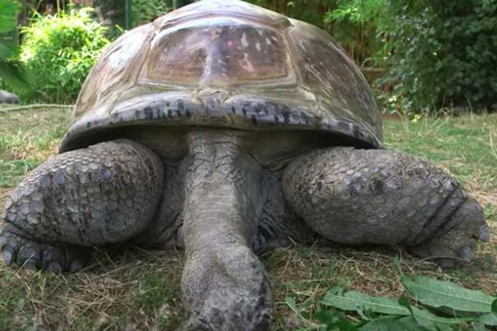 UMRLA KORNJAČA ŠURLI! NAJSTARIJI STANOVNIK BEČKOG ZOOLOŠKOG VRTA: U Šenbrunu bio od 1953. godine (VIDEO)