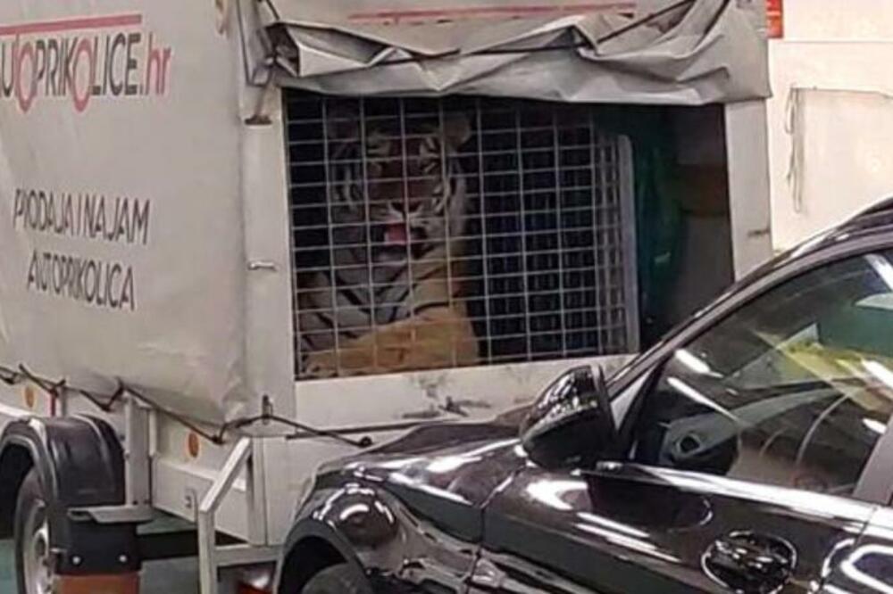 NESVAKIDAŠNJI PRIZOR NA TRAJEKTU ZA HVAR: Putnici šokirani, u kamionu prevozili TIGRA!