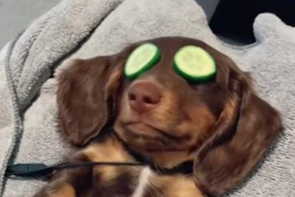 UPOZNAJTE PSA KOJI SVAKODNEVNO PODLEŽE KRALJEVSKIM SPA TRETMANIMA: Zavide mu i ljudi