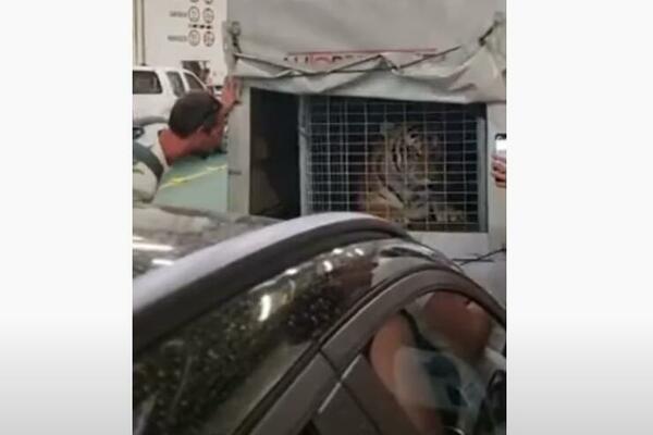 TIGAR NA TRAJEKTU POSTAO PRAVA ZVEZDA! Putnici ga fotografisali, a on je u jednom trenutku uradio nešto ČUDNO!