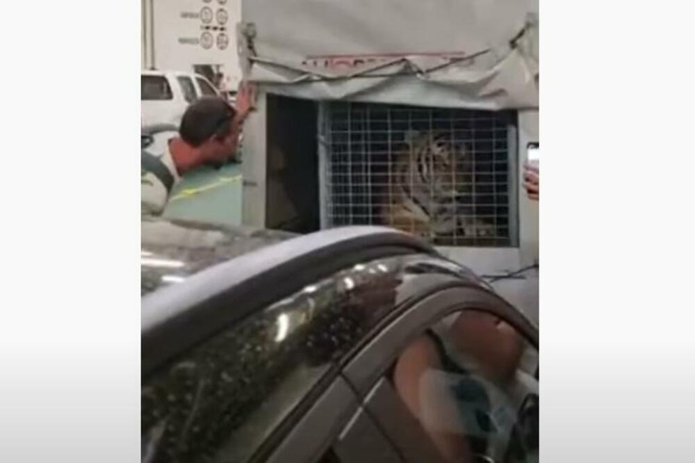 TIGAR NA TRAJEKTU POSTAO PRAVA ZVEZDA! Putnici ga fotografisali, a on je u jednom trenutku uradio nešto ČUDNO!