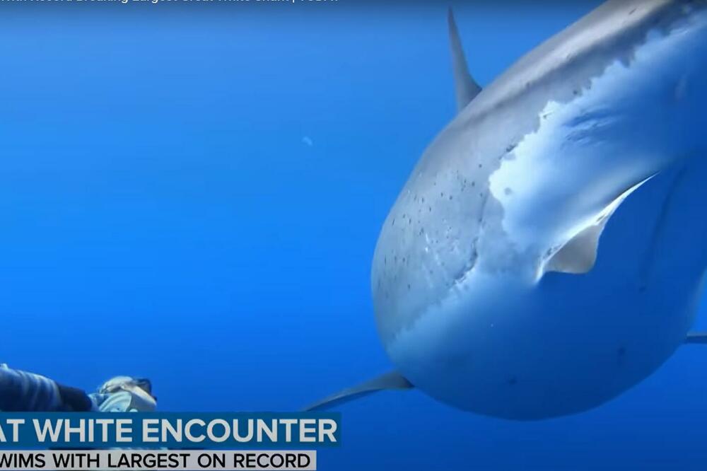 DOLAZE VELIKE BELE AJKULE! Turisti oprezno, od sada će ih biti još više! (VIDEO)