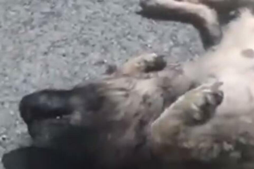 SNIMAK GLEDAJTE NA SVOJU ODGOVORNOST: Siledžija u više navrata povredio psa! Novi skandal trese Srbiju (VIDEO)