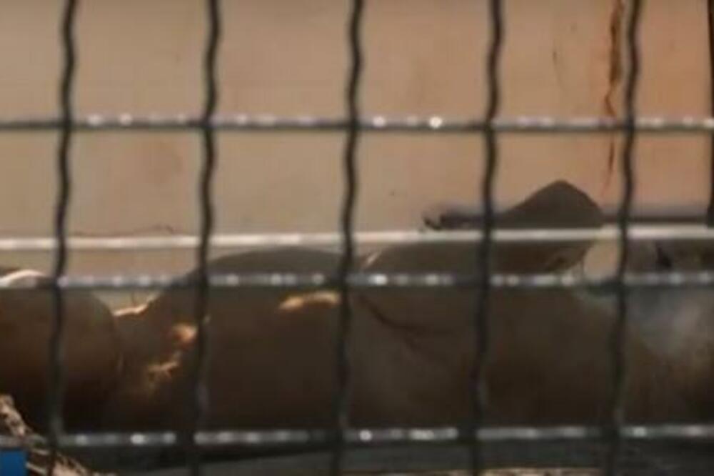 BAKA UNUKU POKLONILA LAVA ZA PRVI ROĐENDAN: Hit priča iz palićkog zoo vrta! (VIDEO)