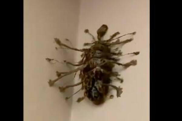 ŠTA JE BRE OVO? DEČKO ŠOKIRAN PRIZOROM KOJI JE ZATEKAO U APARTMANU: Da li neko zna kakvo je ovo stvorenje? (VIDEO)