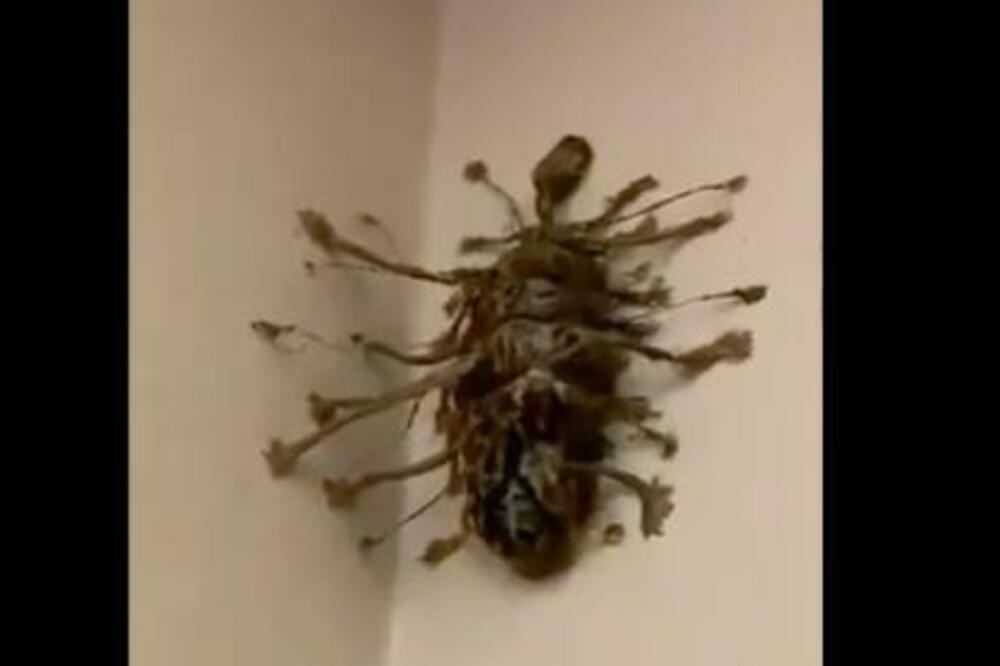 ŠTA JE BRE OVO? DEČKO ŠOKIRAN PRIZOROM KOJI JE ZATEKAO U APARTMANU: Da li neko zna kakvo je ovo stvorenje? (VIDEO)