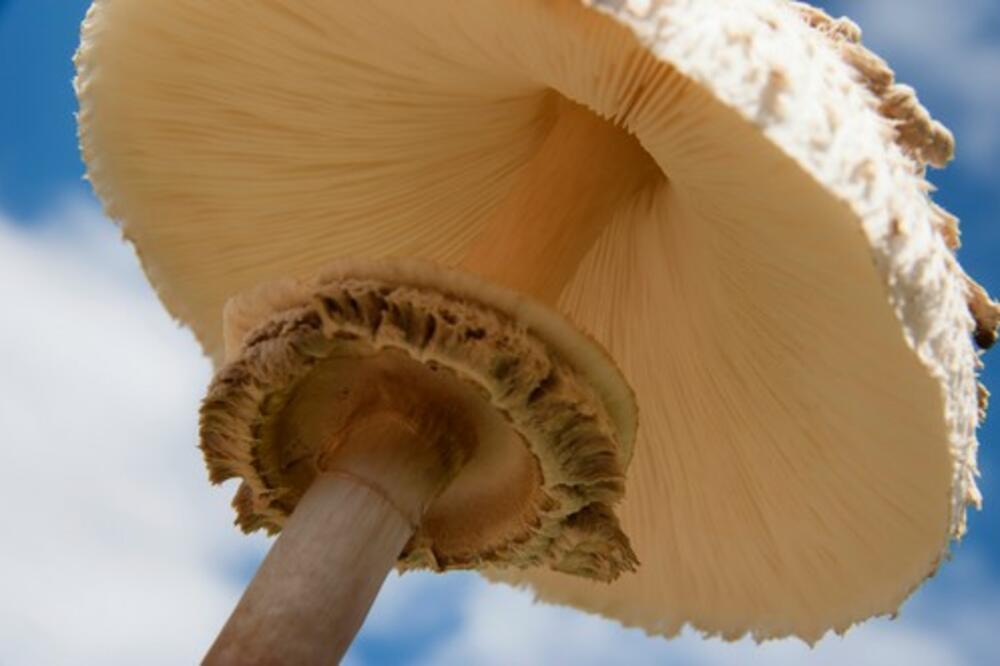 ZAŠTO SU GLJIVE NAJNOVIJI ALL-STAR SASTOJAK LEPOTE