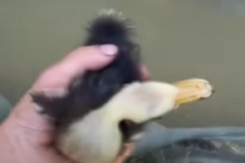 ČOVEK OŽIVEO PAČE NAKON ŠTO GA JE STAVIO U VODU: Najlepša scena koju ćete danas VIDETI! (VIDEO)