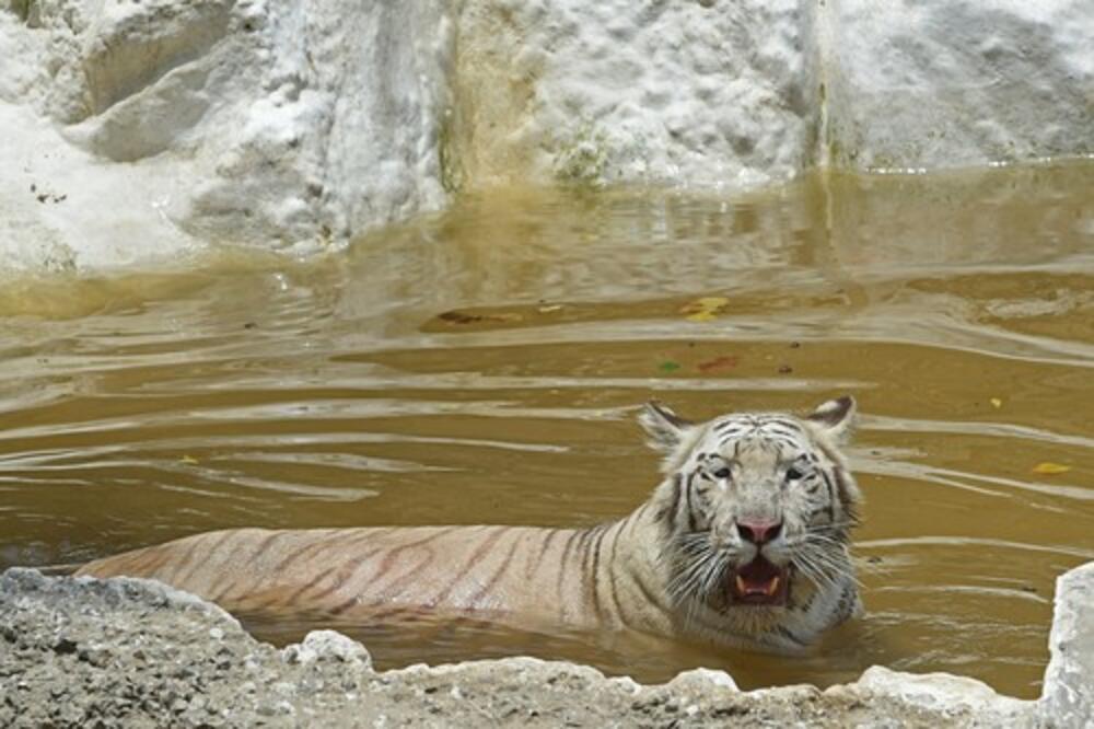 ŽIVOTINJE IZ ZOO VRTA TEŠKO PODNOSE 40 STEPENI: Ovim zverima je najteže, zaposleni se trude da im pomognu!
