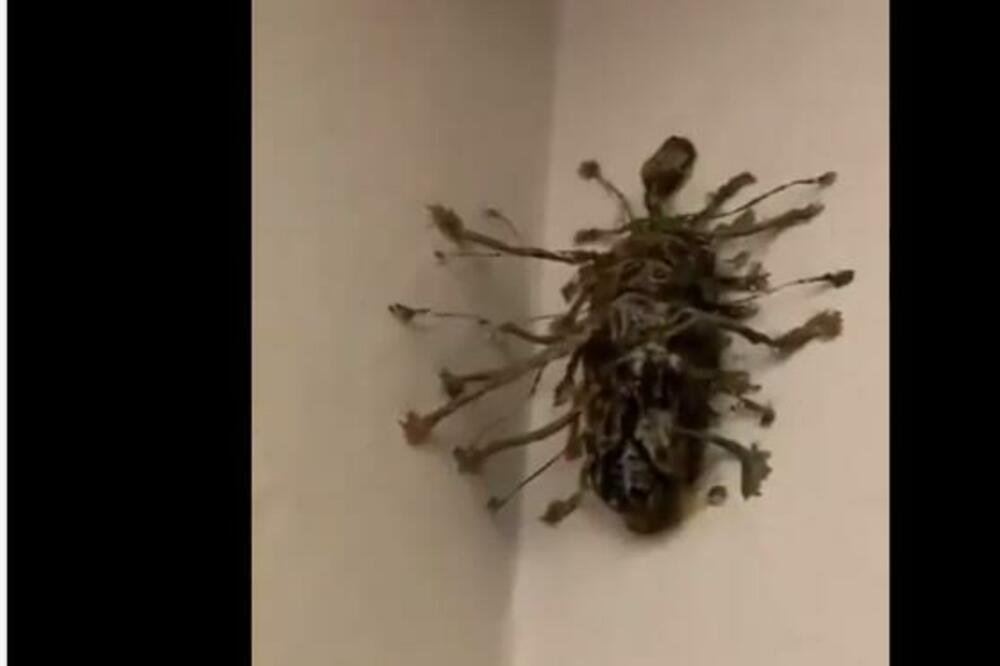 ČOVEK UŠAO U HOTELSKU SOBU, PA SE ZAPREPASTIO: Video na zidu jezivo stvorenje, niko ne zna šta je ovo! (VIDEO)