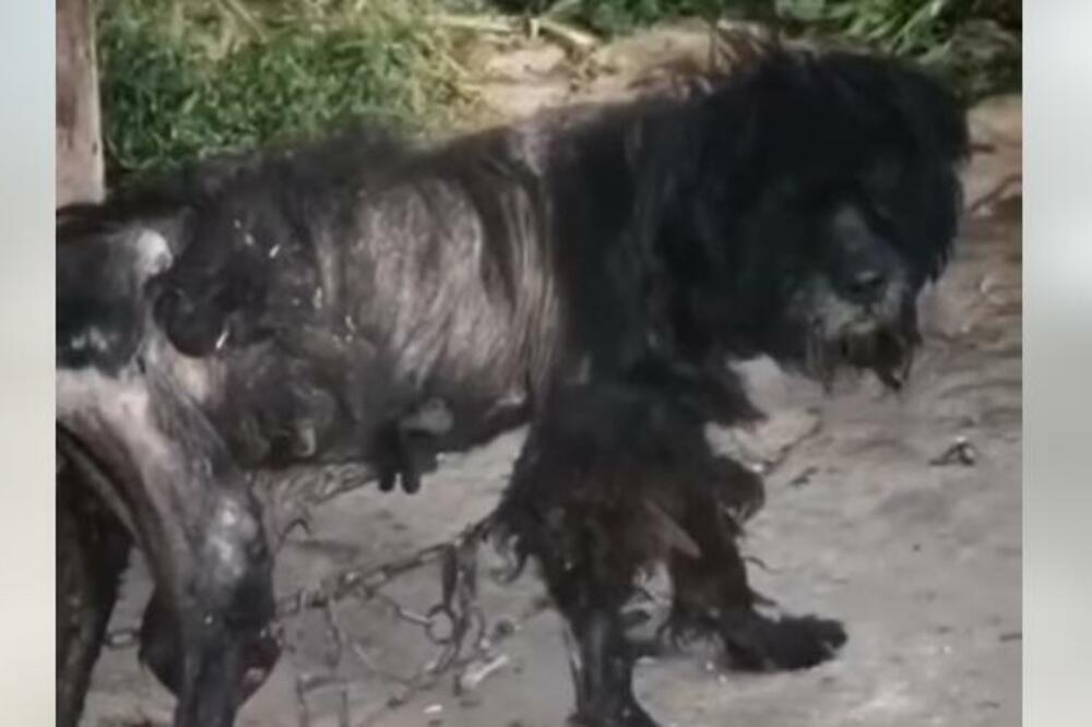 UŽAS U NOVOM SADU: Ovaj snimak gledajte na svoju odgovornost! (VIDEO)