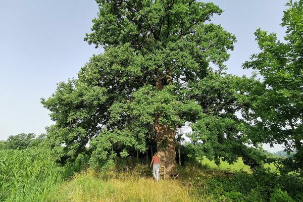 OVU BILJKU NIKAD NE SADITE U DVORIŠTU, ČAK I DA JE POSLEDNJA: Ako je dobijete na poklon, ODMAH BACITE, evo ZAŠTO
