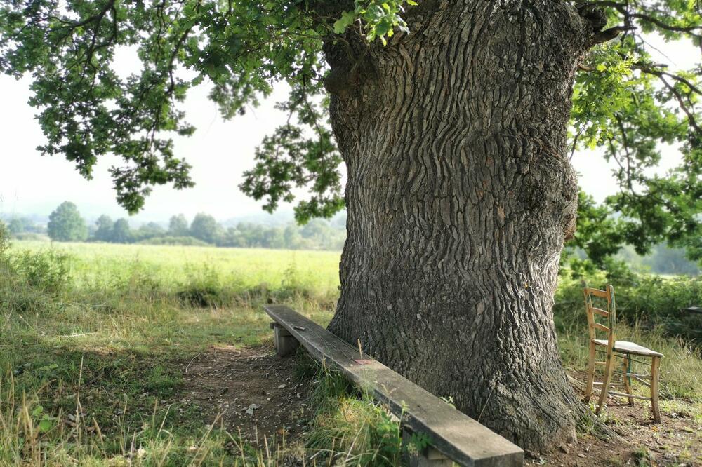 SRBI VERUJU DA U OVOM DRVETU ŽIVE VILE: Cvetovi su mu BLAGORODNI, a zbog ovih SVOJSTAVA se smatra SVETIM