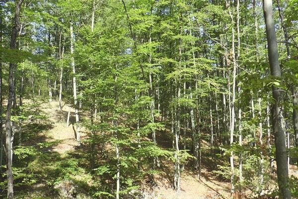 PRONAĐENI REKREATIVCI: Nestali su na FRUŠKOJ GORI