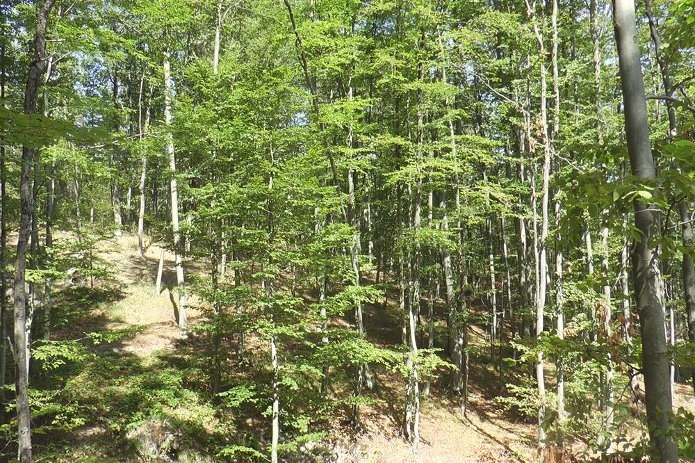 GORSKA SLUŽBA SPASAVANJA DOBIJA POJAČANJE: Pri i Meri će od sad učestvovati u potrazi za nestalim osobama