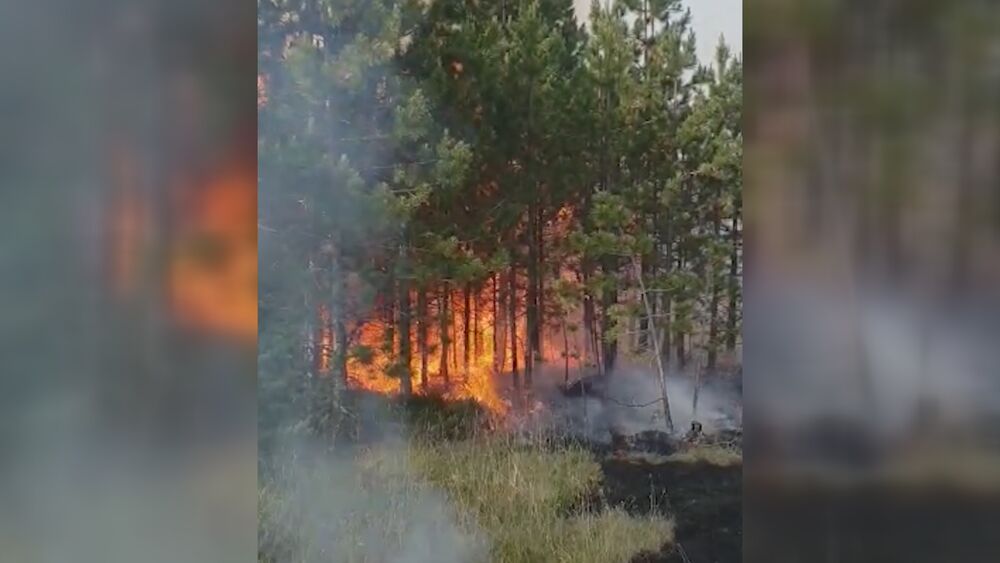 Požar, Šumski požar