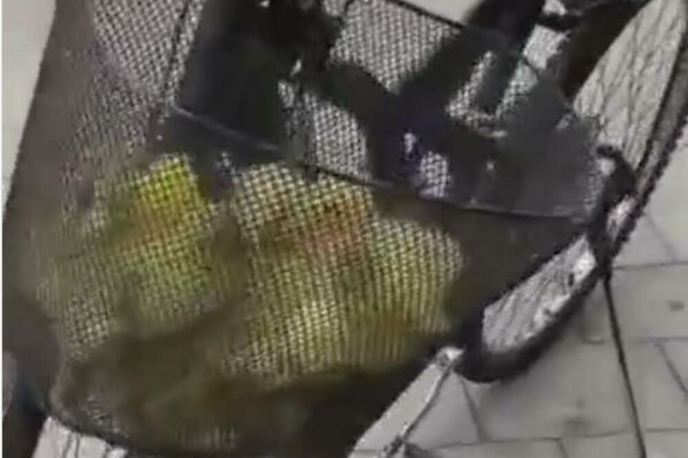 VLASNIK STAVIO MALE ŽIVOTINJE U KORPU OD BICIKLA! Svi se pitali šta to malo žuto viri i posmatra ih! (VIDEO)