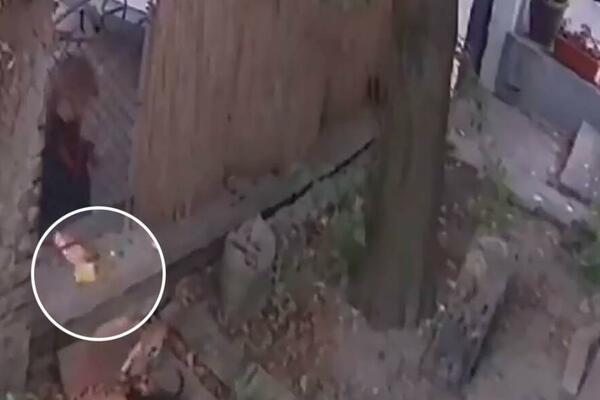 ŽENA TROVALA MAČIĆE NA ZVEZDARI? Pojavio se ŠOK snimak, uginula 4 MLADUNCA! (VIDEO)