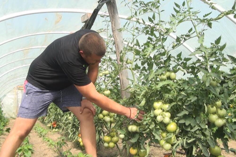 POLOVINA NOVCA BESPOVRATNA: Država daje 800.000 poljoprivrednicima, dva konkursa su U TOKU