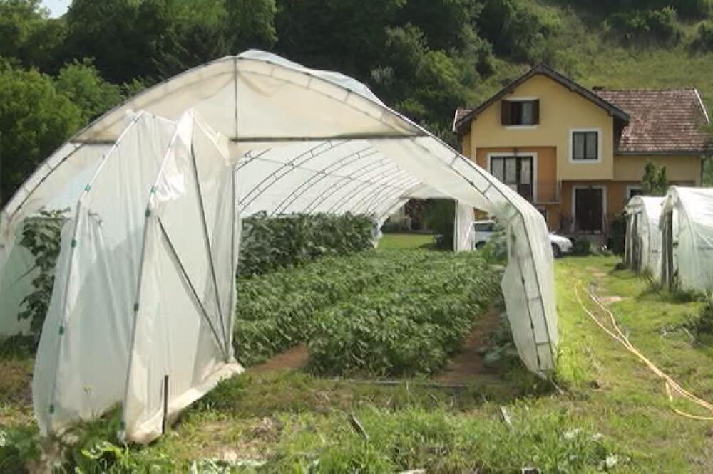 JEDAN KLIK NA TELEFONU UMESTO ČETIRI ŠALTERA I "FALI VAM JEDAN PAPIR": Ministarka najavila veće subvencije